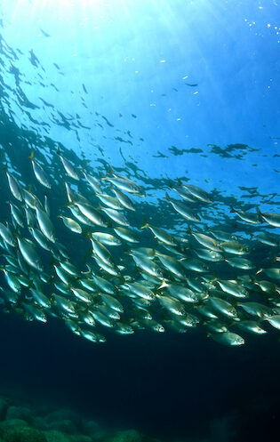Fish swimming beneath the ocean