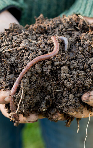 Earthworm on Mound of Dirt on Hands