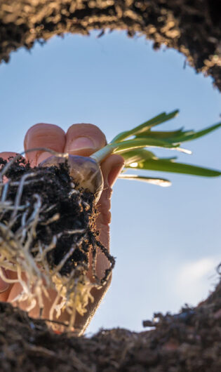 Flower bulbs are planted in the ground in spring