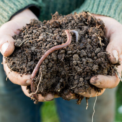 Earthworm on Mound of Dirt on Hands