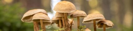 MycoTechnology