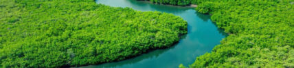 Rainforest Amazon