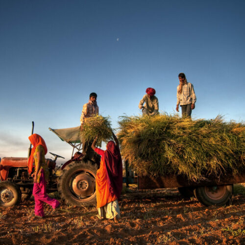 Indian Farmers