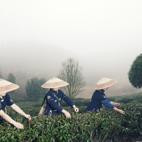 Chinese tea