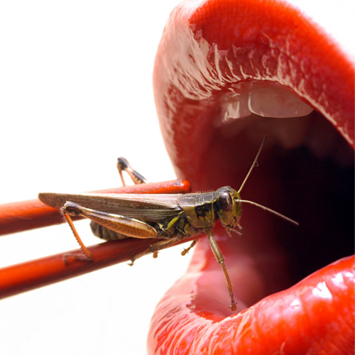 mouth about to eat a cricket