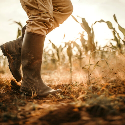 Farmers boots on dry land