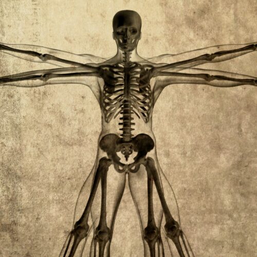 Internal view of bones and joints in the style of Da Vinci's 