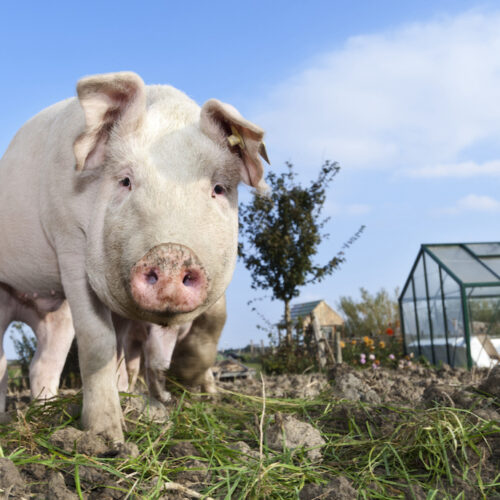 Young Outdoor Raised Pig