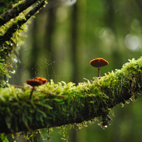 Mushrooms on a mossy branch in the woods