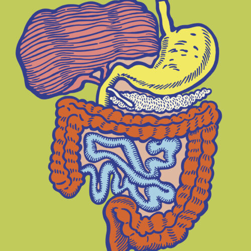 Illustration of Internal Human Organs in pop art style